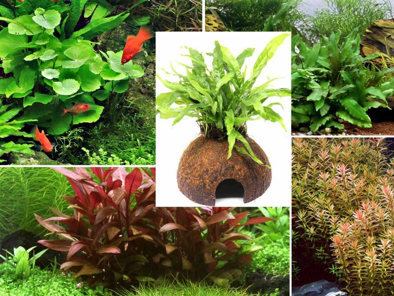 Preview: Aquarienpflanzen Wundertüte